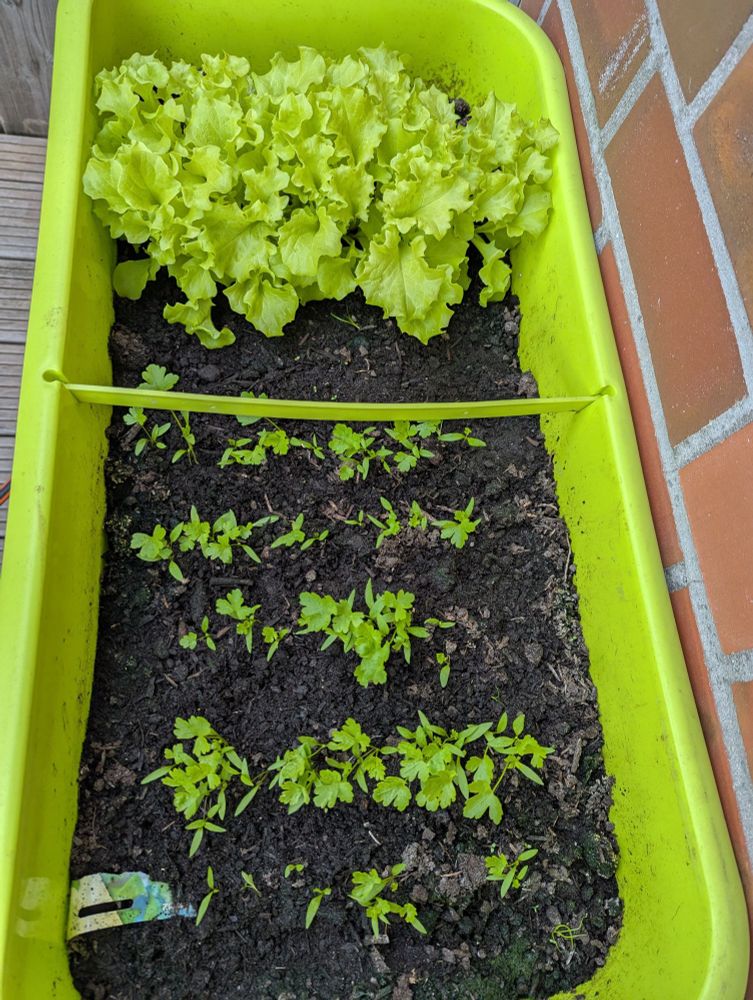 Pflanzkaten mit Petersilie und Pflücksalat 