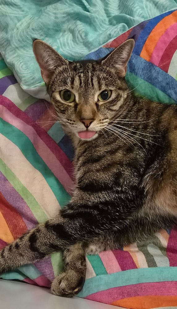 Tabby cat with her tongue poking out 