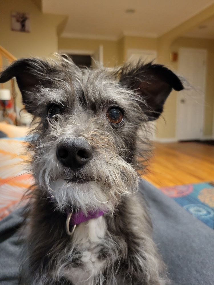 A black and white Australian terrier who badly needs a haircut