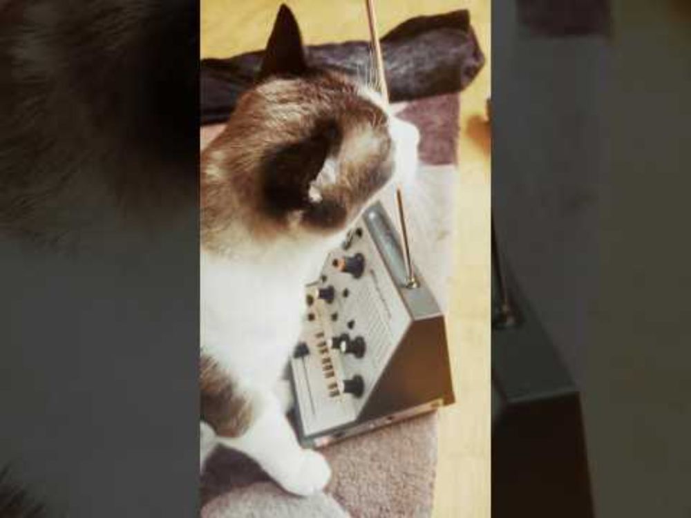 Watch Big Merp discover the Stylophone Theremin 😻🎛️ #cats #shorts