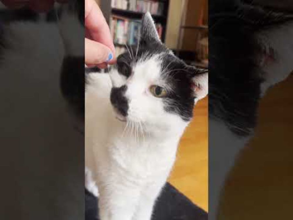 Squeak!  Caturday meows, purrs, and scritches with Sam Sam #shorts