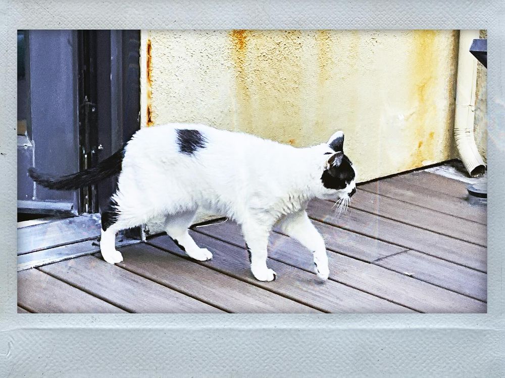 A black and white cat walking on a faux wooden deck on an apartment balcony.
