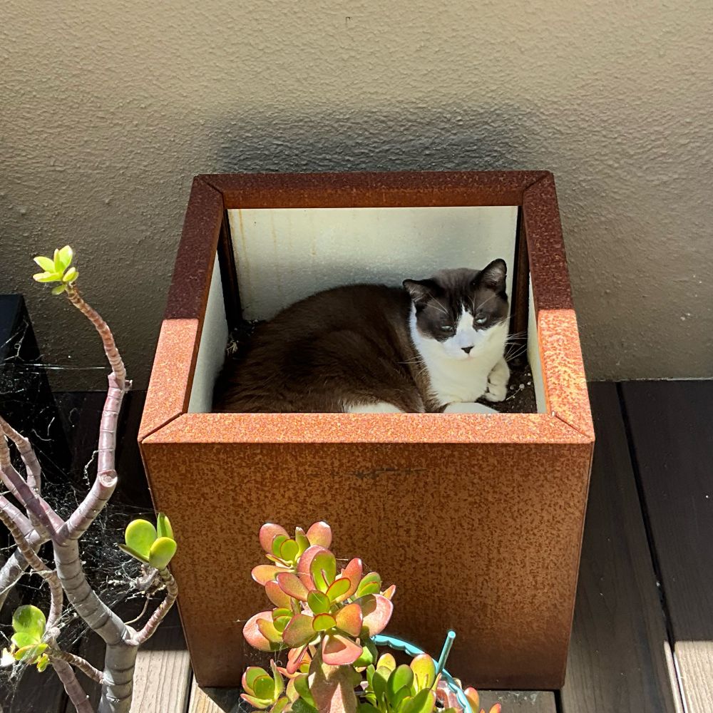 Brown and white cat sitting inside a half filled cube-shaped planter. There are some jade plants in front.