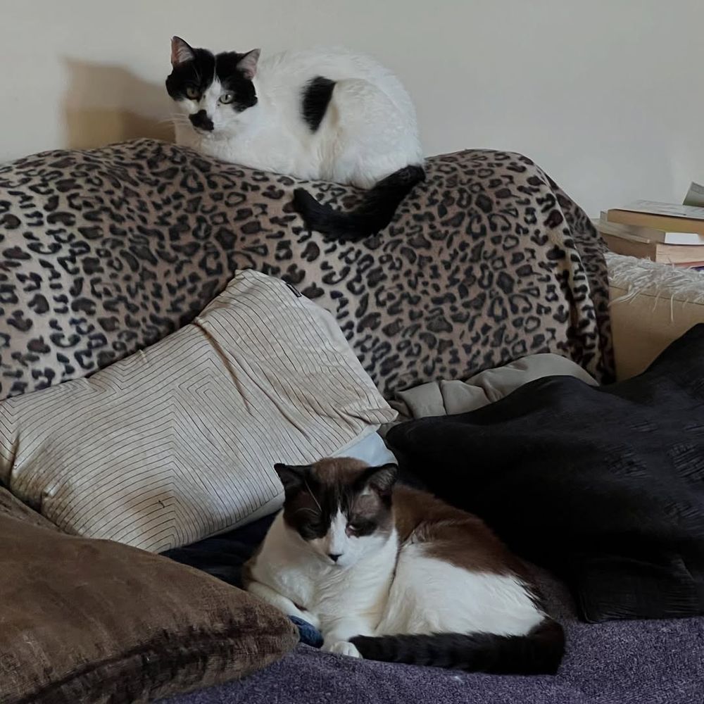 Black and white cat sitting on top of a sofa, and brown and white cat sitting on the seat of the sofa