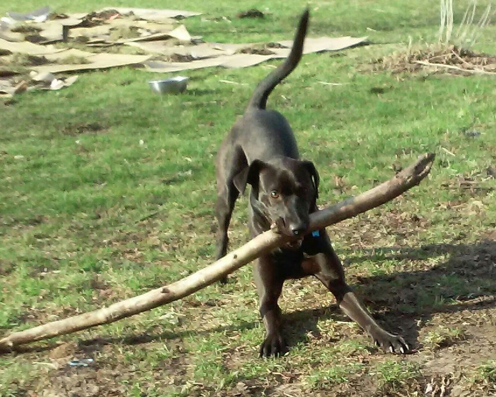 Black lab with large stick.