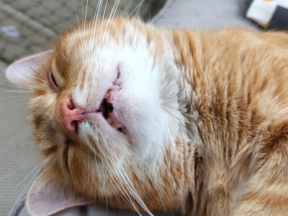 A very derpy looking orange cat 