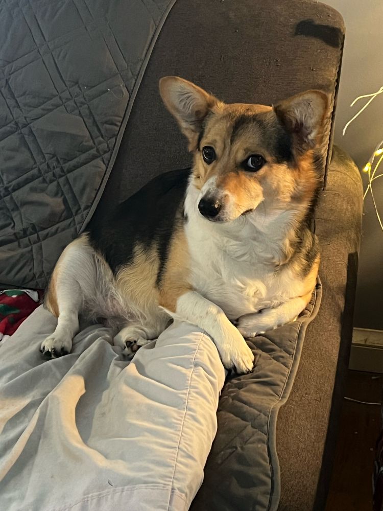 credit to @freshairequalsducks.ca for the caption he’s so funny go follow