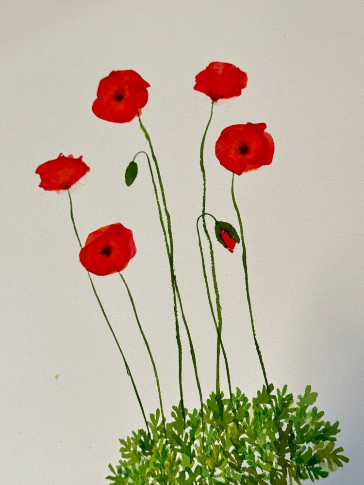 A watercolor painting of five tall red poppies on a plain white background.