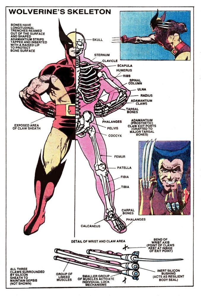 Wolverine's anatomy page by I think John Byrne from some Marvel book.