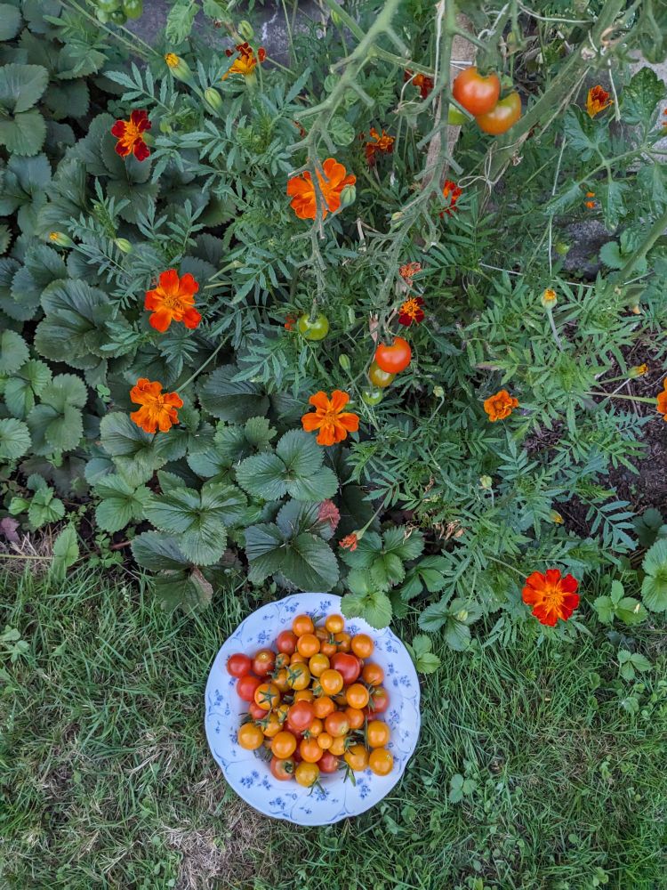 A porcelain bowl in the grass filled with rope red and yellow cherry tomatoes with marigolds & tomato plants above