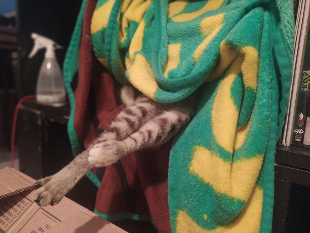Noodle, a tabby cat, sleeping in a blanket cave with only her two back legs visibly extended from the cave.