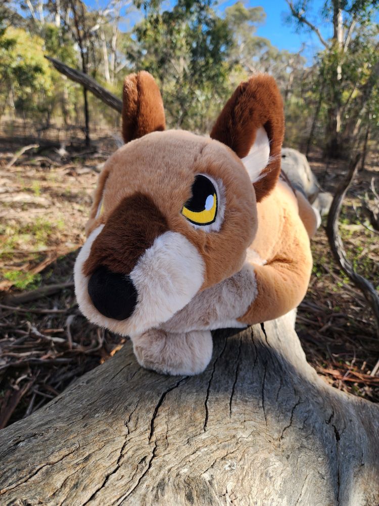 Thylacine plush with its head on its paws looking cute. 