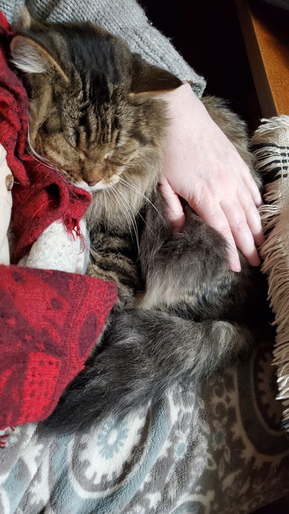 Black pointed brown long-haired tabby on a lap. a hand holds him there and his face is happily resting on a bump in the blanket on the lap. 