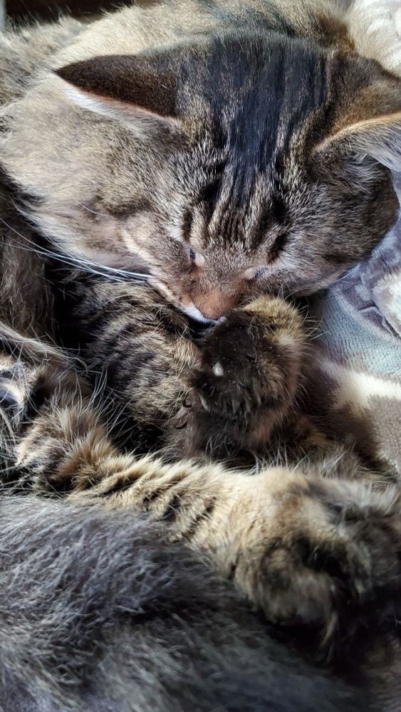sleeping long haired tabby, paws folded by his face