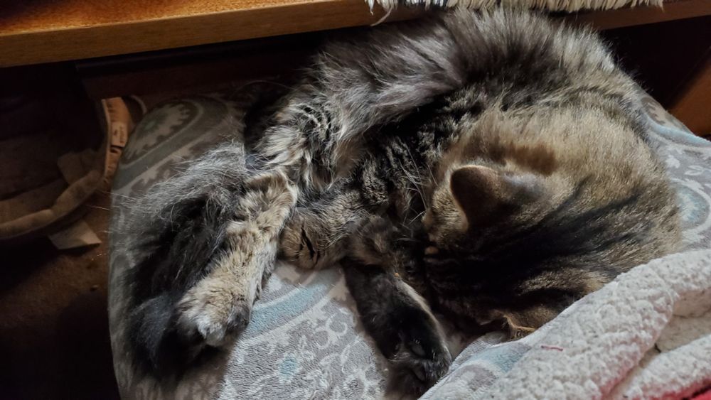 sleeping long haired tabby on a lap, legs akimbo