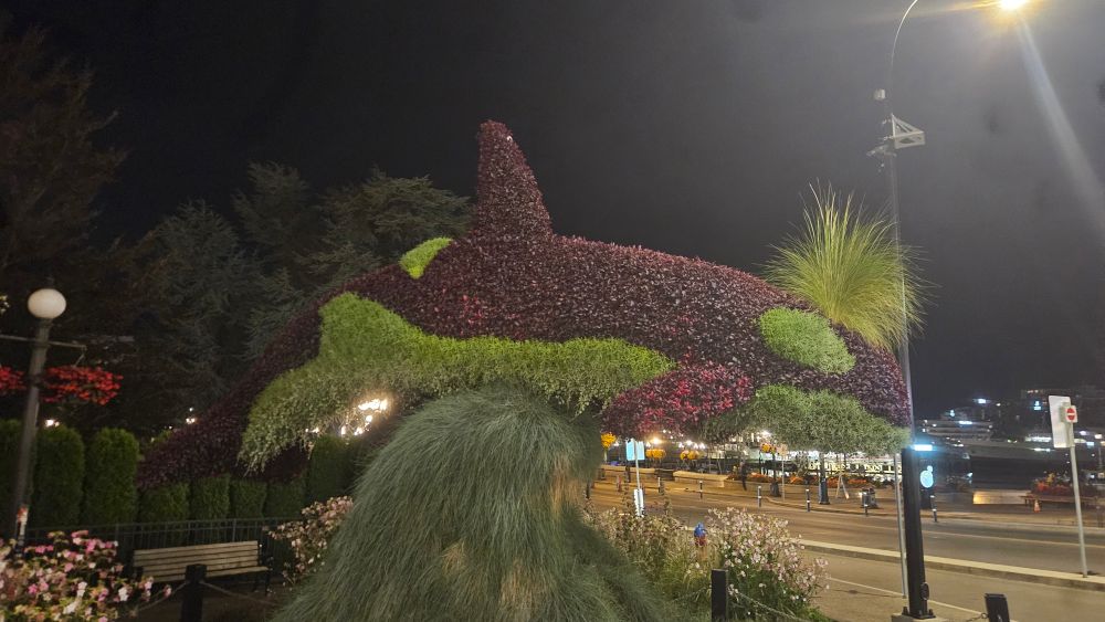 A topiary of an orca in front of the Empress Hotel 