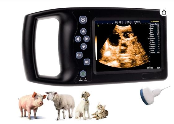 small animal ultrasound