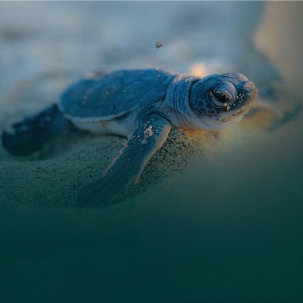 Baby turtle laying on sand 