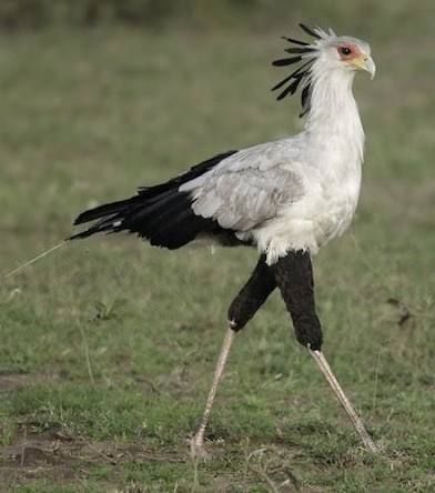 A Secretary Bird walking in the savanna. It's like an eagle on crane legs. It looks like it has on little black pants and a pen behind the ear.