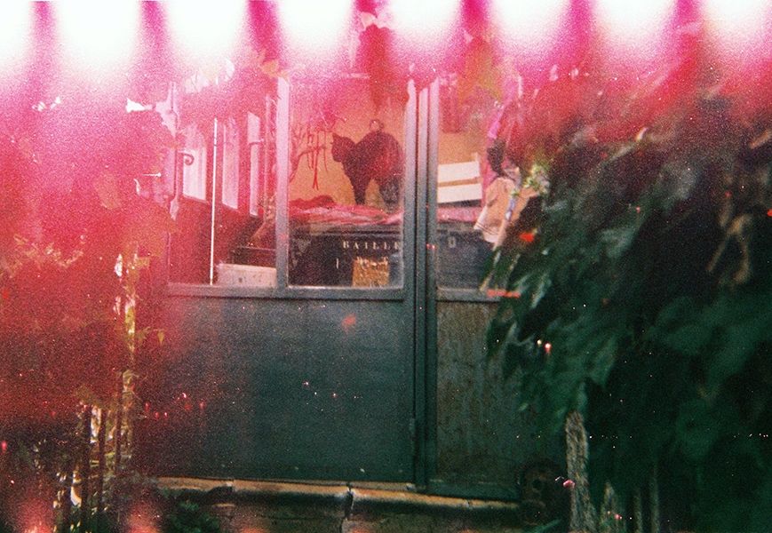 Une pote verte de véranda au travers de laquelle on voit un chat noir s'étirer. En haut de la photo il y a une fuite de lumière qui rend la photo rose.