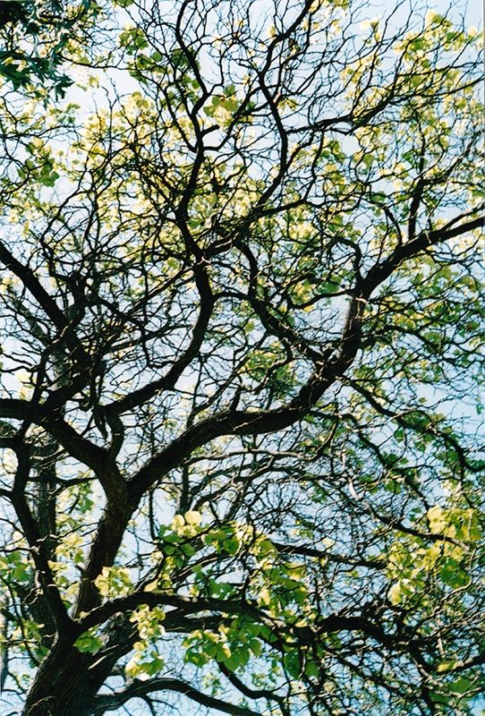 La frondaison d'un arbre vu en contre plongée sur fond de ciel bleu.
