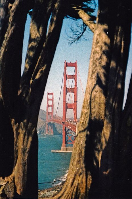Golden gate à San Francisco pris entre deux arbres.