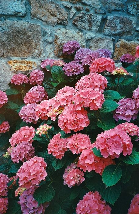 Des hortensias roses en gros plan et en arrière plan un mur en grosses pierres.