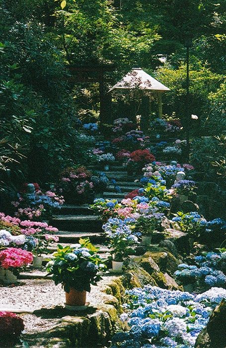 Des hortensias en pot posés sur un escalier le long d'un chemin bordé d'arbres. En arrière plan on voit le toit carré d'un bâtiment.