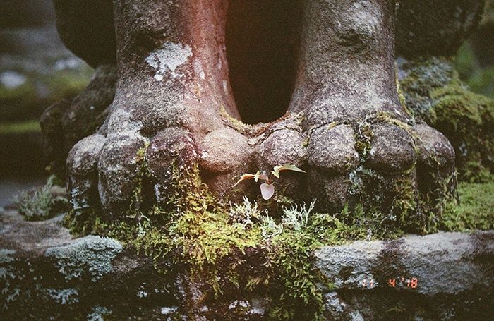 Gros plan sur les pattes avant d'un komainu. De la mousse pousse sur le socle en pierre et commence à lui grimper après. Au centre, presque entre les deux pattes une petite pousse d'érable.