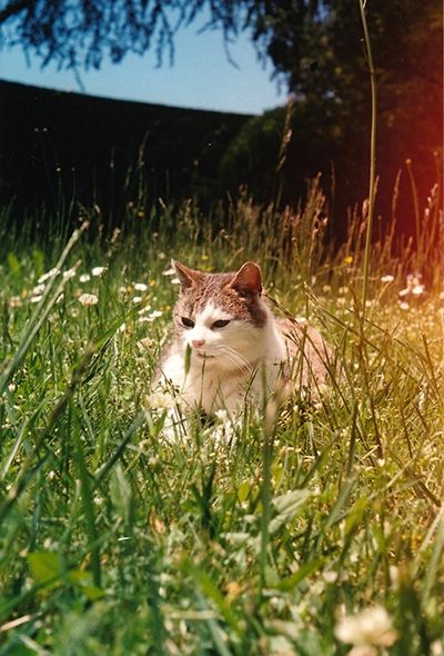 Un chat marron et blanc couché au milieu des hautes herbes avec des petotes pâquerettes tout autour.