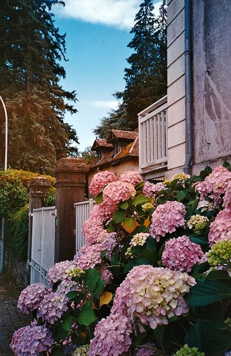 Au premier plan des hortensias roses, en arrière plan on voit le portail et les bâtiments d'une grosse maison bourgeoise.