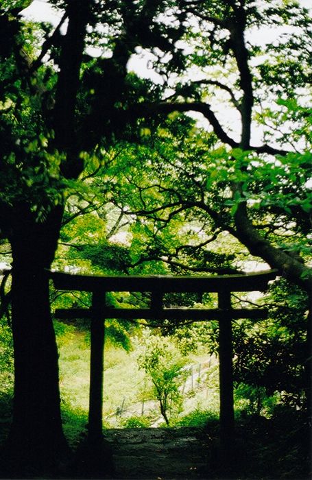 Un torii dans la forêt vu en contre jour.