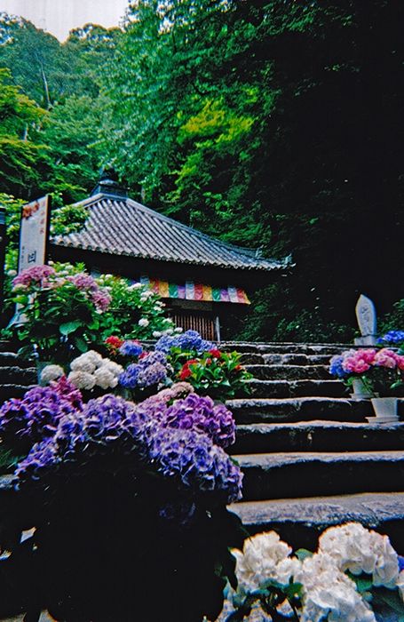 Au premier plan il y a des hortensias en pot posés sur les marches d'un escalier. En haut de l'escalier en arrière plan on voit la partie haute et le toit d'un temple bouddhique. Et vraiment tout derrière les arbres d'une forêt.