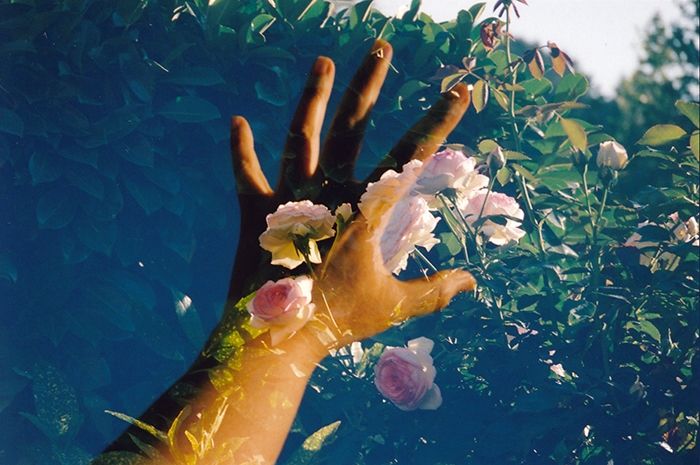 De la double exposition, la première photo est une main tendu sur fond de ciel bleu, la seconde est la photo d'un rosier. 