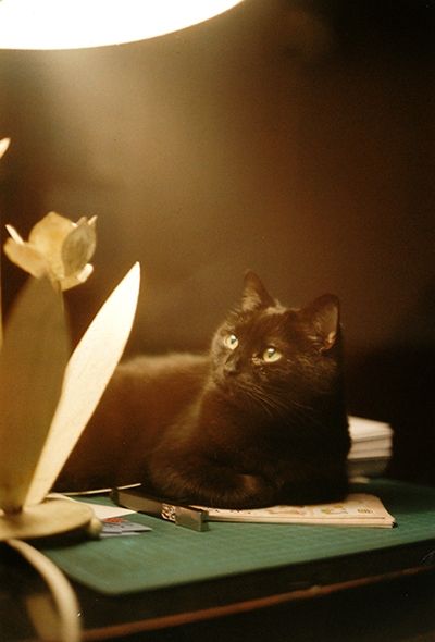 Un chat noir couché sur un bureau qui regarde une lampe, unique source de lumière de la scène.