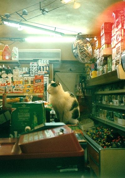 Un chat noir et blanc assis de profil sur le comptoir d'une petite épicerie. Au premier plan on voit la caisse enregistreuse et en arrière plan les rayonnages.