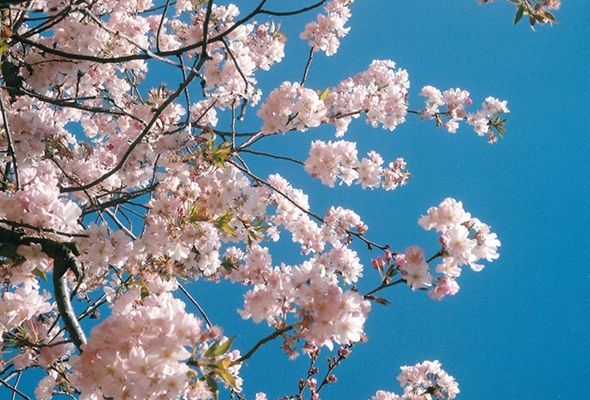Des fleurs de cerisiers roses clairs qui se détache sur un ciel très bleu.