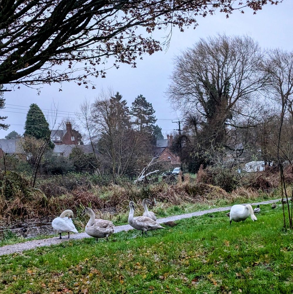 A group of swans and ducks enjoying breakfast by the Newport Canal, Shropshire.