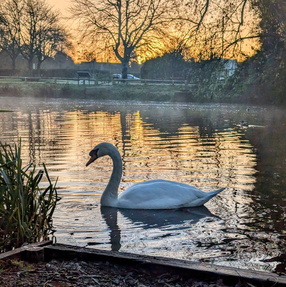 A white swan on the Newport canal basin, Shropshire, UK. The sun is just starting to rise over the opposite bank.