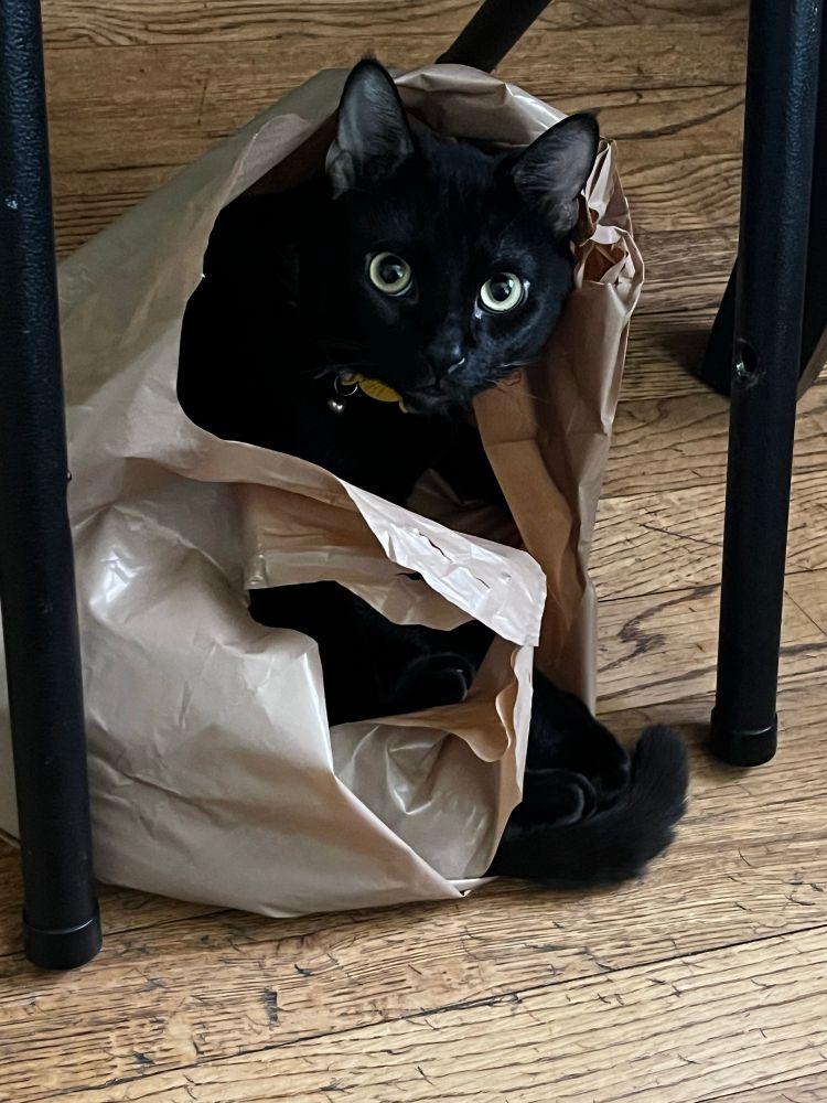 Black cat in brown plastic bag