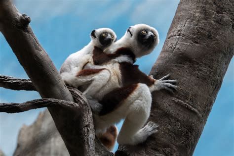 Two Sifakas sitting on a tree branch - a child snuggling its parent mounted on the back, while looking in the same direction with an obvious interest that is unknown to the pictures spectator.