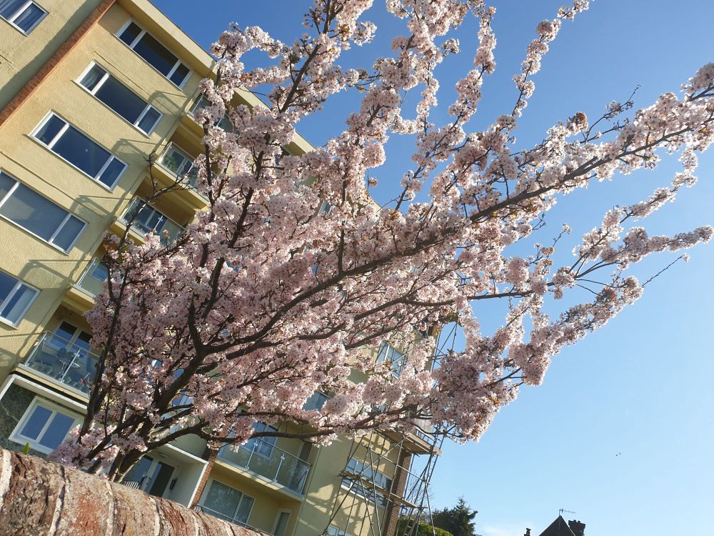 A fully flowering cherry blossom tree in front of an apartment block and cloudless blue sky.
