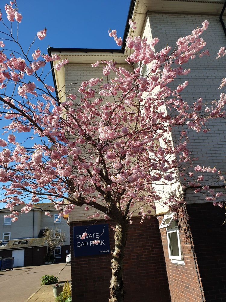A fully flowering pink cherry blossom tree in front of an apartment block.