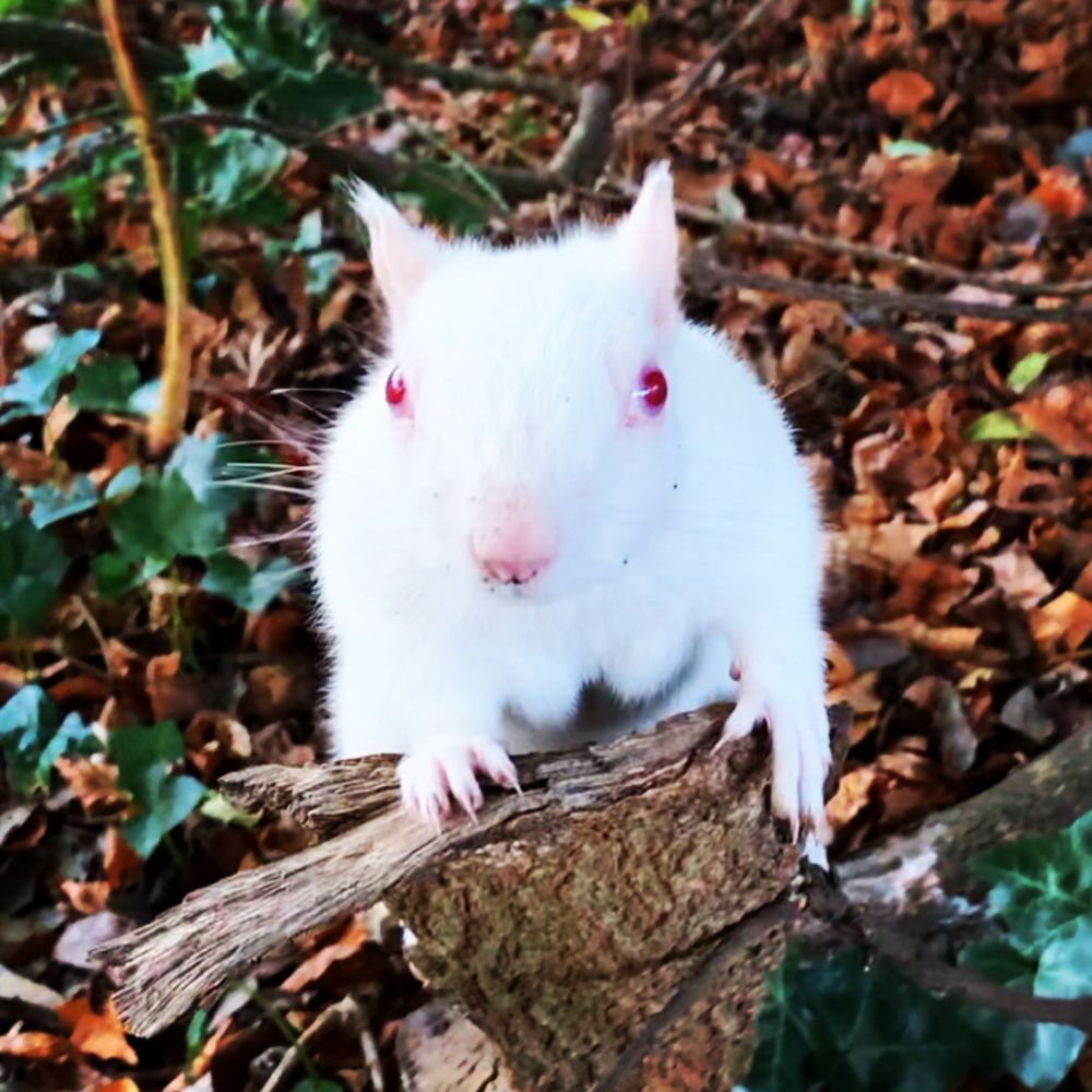 What is a White Squirrel? | White Squirrels of Sussex and UK