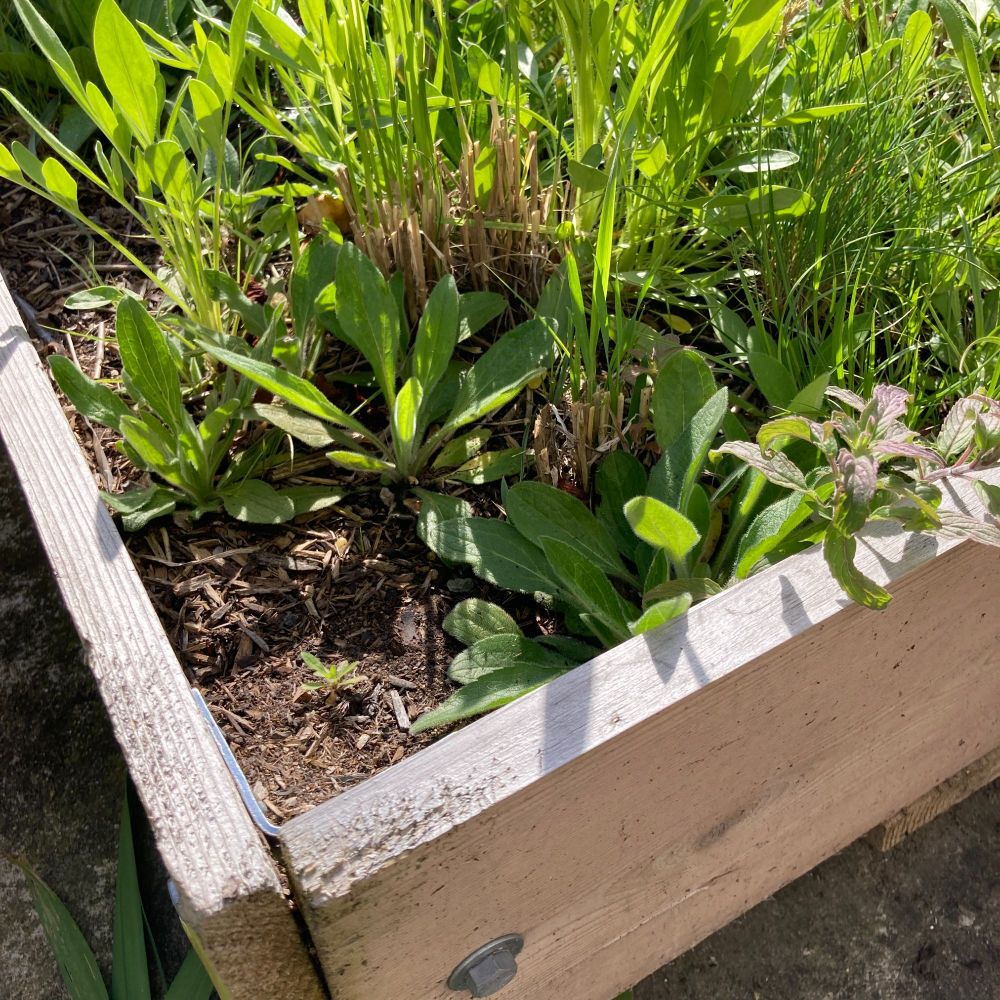 A photo of the various wildflowers and grasses growing in the mini-meadow (six feet square) that I set up in our San Francisco backyard last February