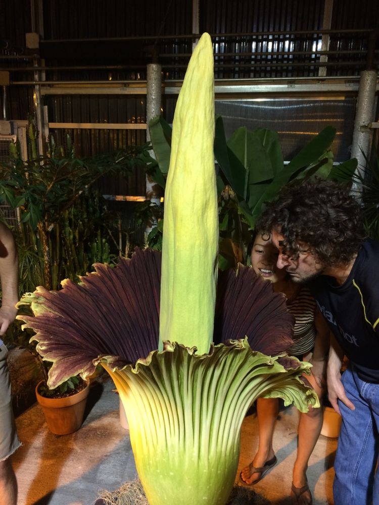 Large, yellow and red bloom of corpse flower with two people smelling the it on the right.