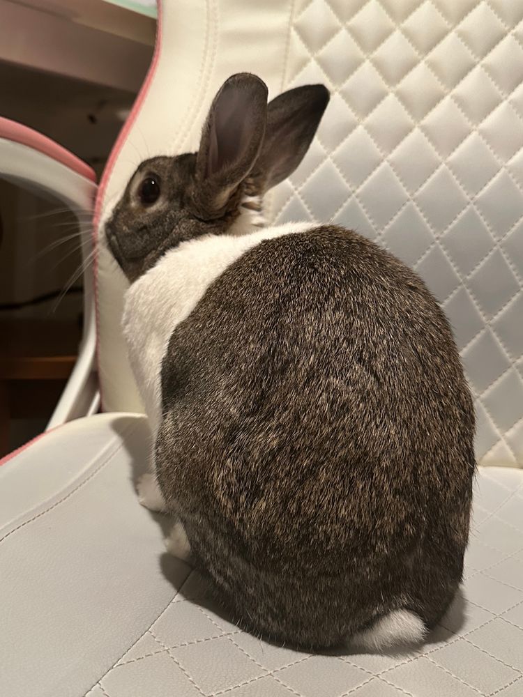 A picture of a brown-grey dutch bunny, 
with his rump and tail facing the camera. He is sitting on an office chair.