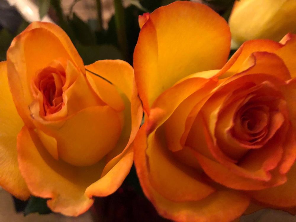 Long stemmed red tipped roses 