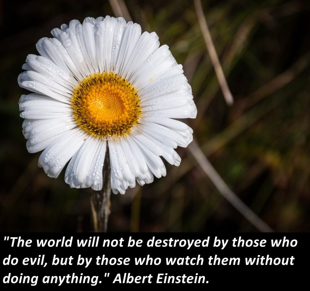 "The world will not be destroyed by those who do evil, but by those who watch them without doing anything." Albert Einstein.