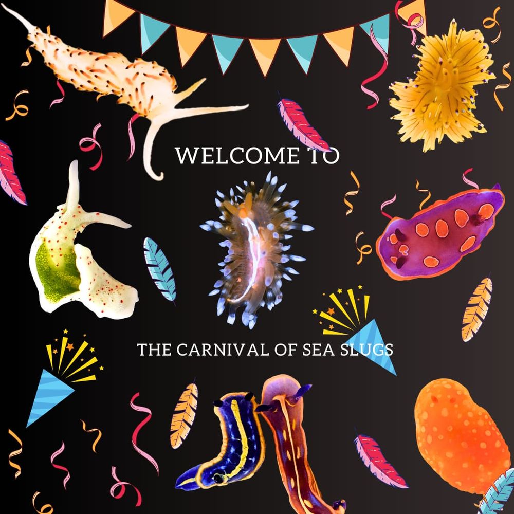 Pictures of sea slugs taken by Carles Galia Camps and Carola Greve.